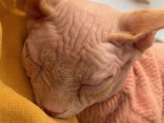 -猫腻·猫咖·撸猫馆(星光大道店)