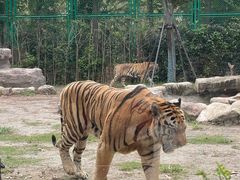 -上海野生动物园老虎餐厅