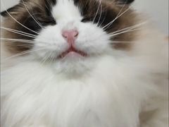 -艾贝尔宠物医院·24H转诊中心·肿瘤猫专科(江宁双龙店)