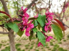 -海棠花溪(元大都城垣遗址公园)