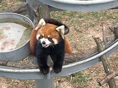 -西霞口神雕山野生动物世界