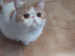 -FAELING PETS美天灵宠物(富力广场店)