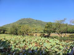 -八卦田遗址公园