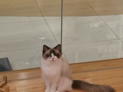 -momokira米努特·德文卷毛猫·棉花面纱犬