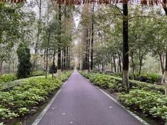 -合肥滨湖国家森林公园