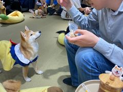 -逗柴咖啡屋·狗咖猫咖宠物桌游