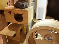 -more than meow吴止猫主题餐厅(承德 中船汇店)