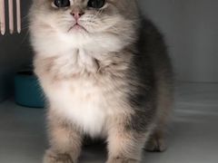 -东方名猫馆·英短金渐层布偶猫舍(环线广场1号楼店)