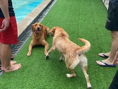 -汪说喵讲宠物乐园宠物酒店(红星美凯龙店)