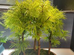 -双季花艺园艺市场(浦东店)
