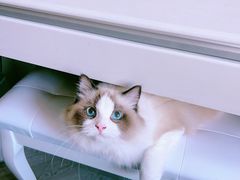 -天宠宠物医院24小时·急重症诊疗中心·全科·腔镜特色(和平分院)