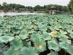 -荷塘月色湿地公园·向阳花洲