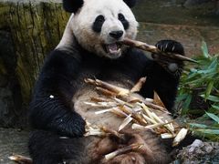 -都江堰中华大熊猫苑