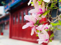 -天津大悲禅院
