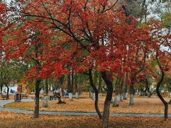 -长春市南湖公园