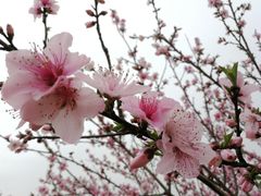 -秀丽东方