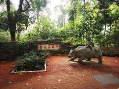 -金花茶公园