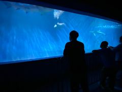 -北戴河圣蓝海洋公园