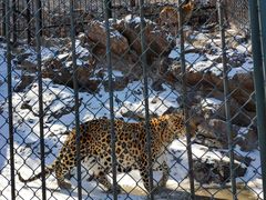 -大连森林动物园