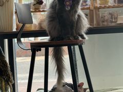 -平行世界·猫咖(首经贸店)