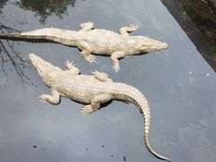 -清迈夜间动物园