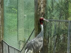 -盐城丹顶鹤湿地生态旅游区