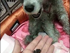 -宠物之家Pets Home 宠物寄养酒店