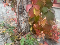 -北京市海淀外国语实验学校