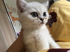 -Bastet sally猫舍购宠(静安店)