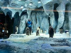 -帝企鹅自助餐厅•儿童岛•真企鹅(长隆企鹅酒店)