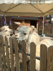 -萌宠亲子动物乐园(槐房万达店)