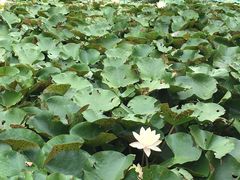-三盛楼饭店(四流中路店)