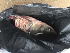 -七宝蔬菜农副产品综合交易市场-停车场