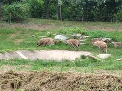 -北京野生动物园