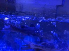 -云中鱼蒸汽石锅鱼(川沙百联店)