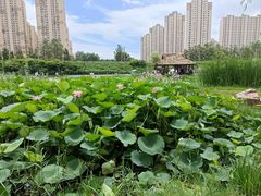 -前关湿地公园