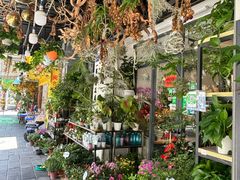 -溪岸路花鸟市场