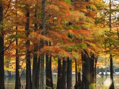 -白鹭湾湿地公园