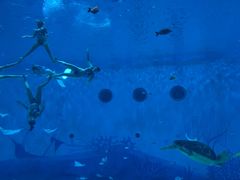 景点-上海海昌海洋公园