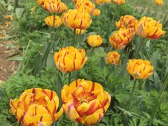 -洛阳郁金香牡丹园