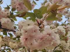 -莲花池公园