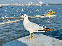 -海埂大坝