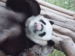 -栾川竹海野生动物园