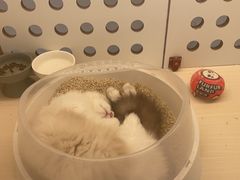 -comecome来吧宠物(奥克斯中心店)