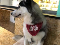 -Husky Go! 哈士奇体验馆·宠物咖啡厅狗咖