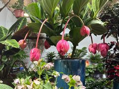 -朝来春花卉市场