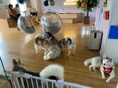 -Husky Go! 哈士奇体验馆·宠物咖啡厅狗咖
