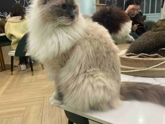-安格丽娜·狗咖·猫咖羊驼咖(春熙路百盛商场店)