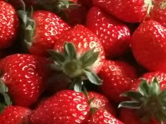 -胜丰草莓采摘园