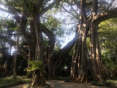 -瑞丽独树成林风景区